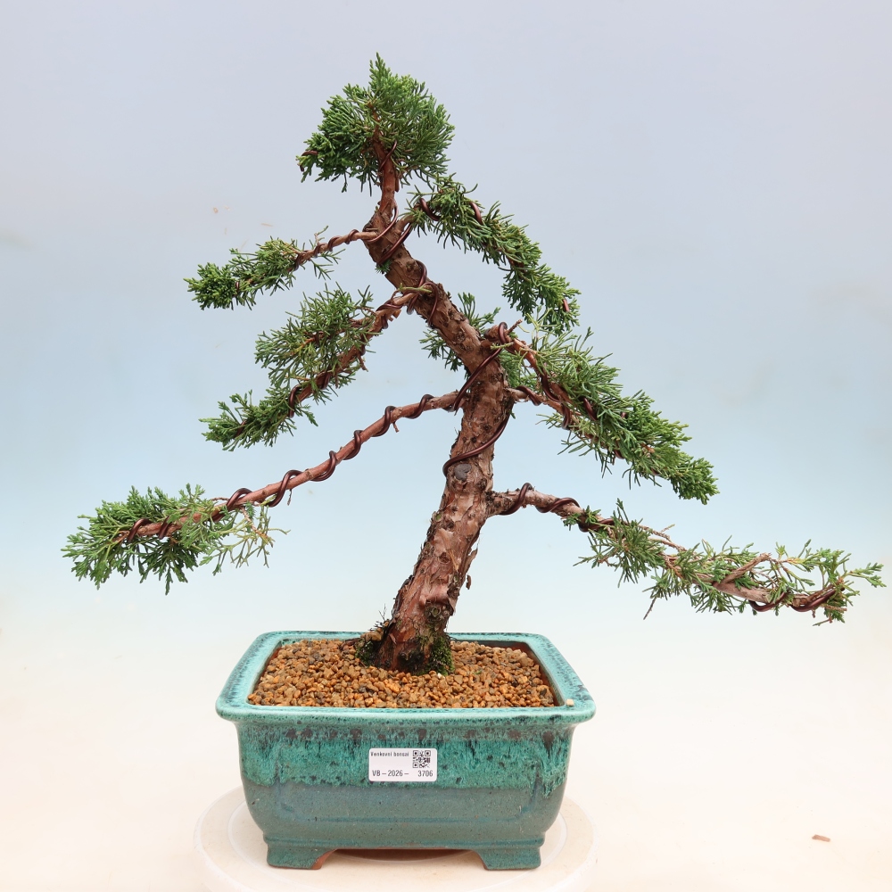 Bonsai voor buiten - Juniperus chinensis Kishu