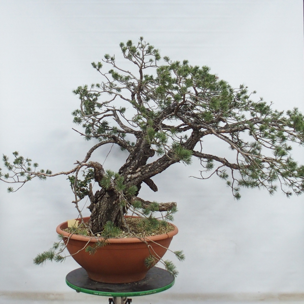 Yamadori - Pinus sylvestris Spanje
