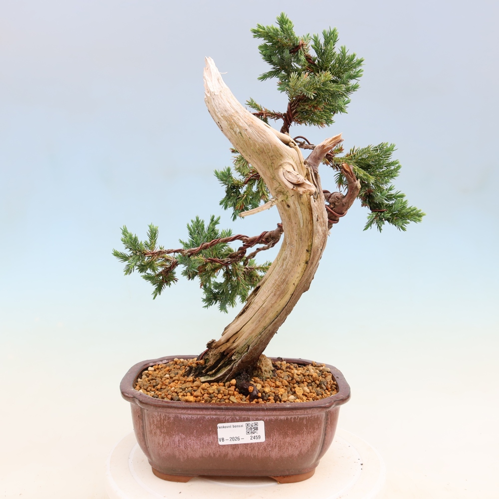 Bonsai voor buiten - Juniperus squamata – Schilferjeneverbes