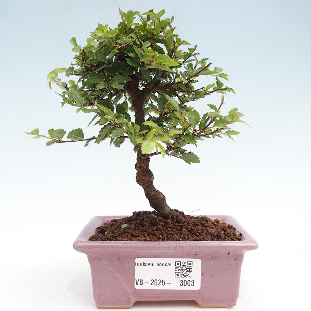 Bonsai voor buiten - Ulmus parvifolia Sagei - Kleinbladige iep