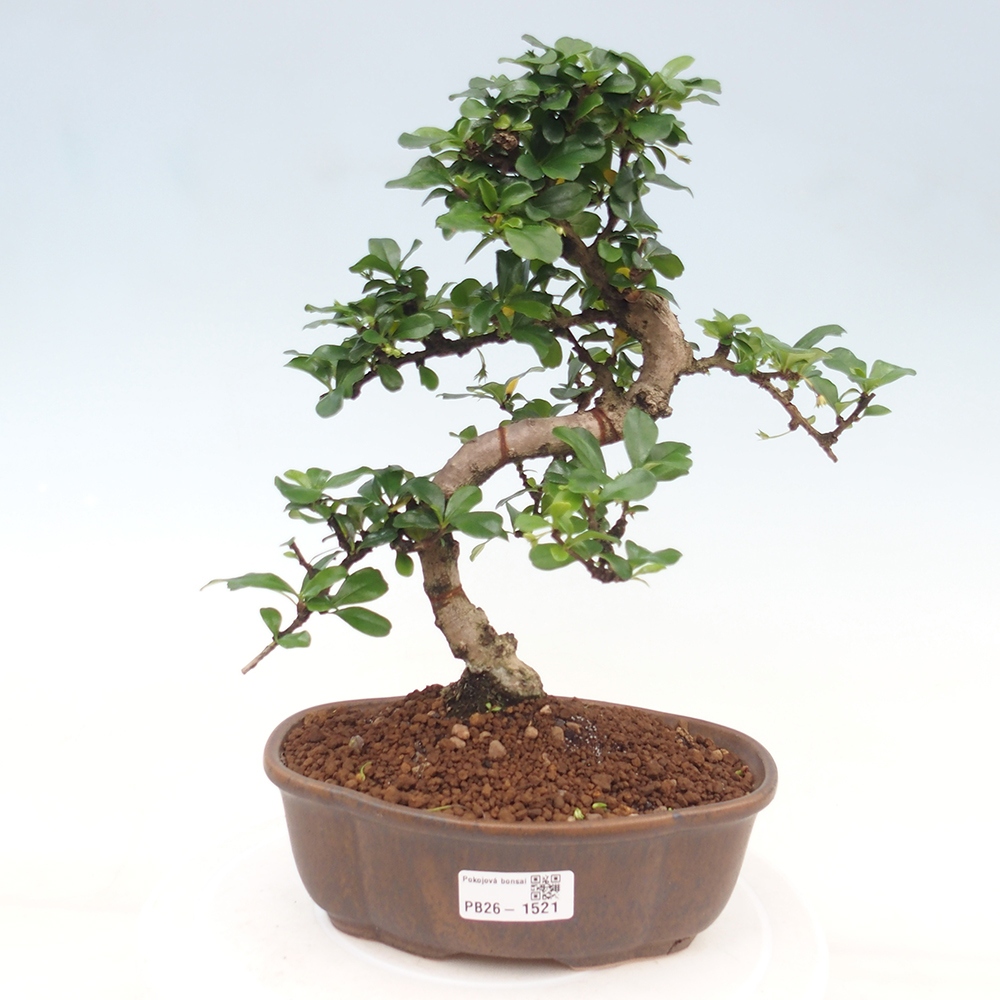 Kamerbonsai - Carmona macrophylla - Thee fuki