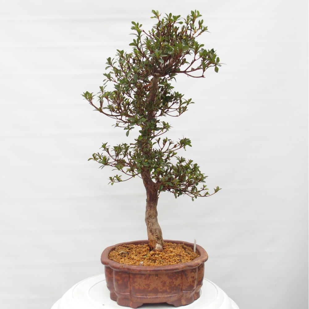 Bonsai voor buiten - Japanse Azalea - Azalea Hanatsuzuri