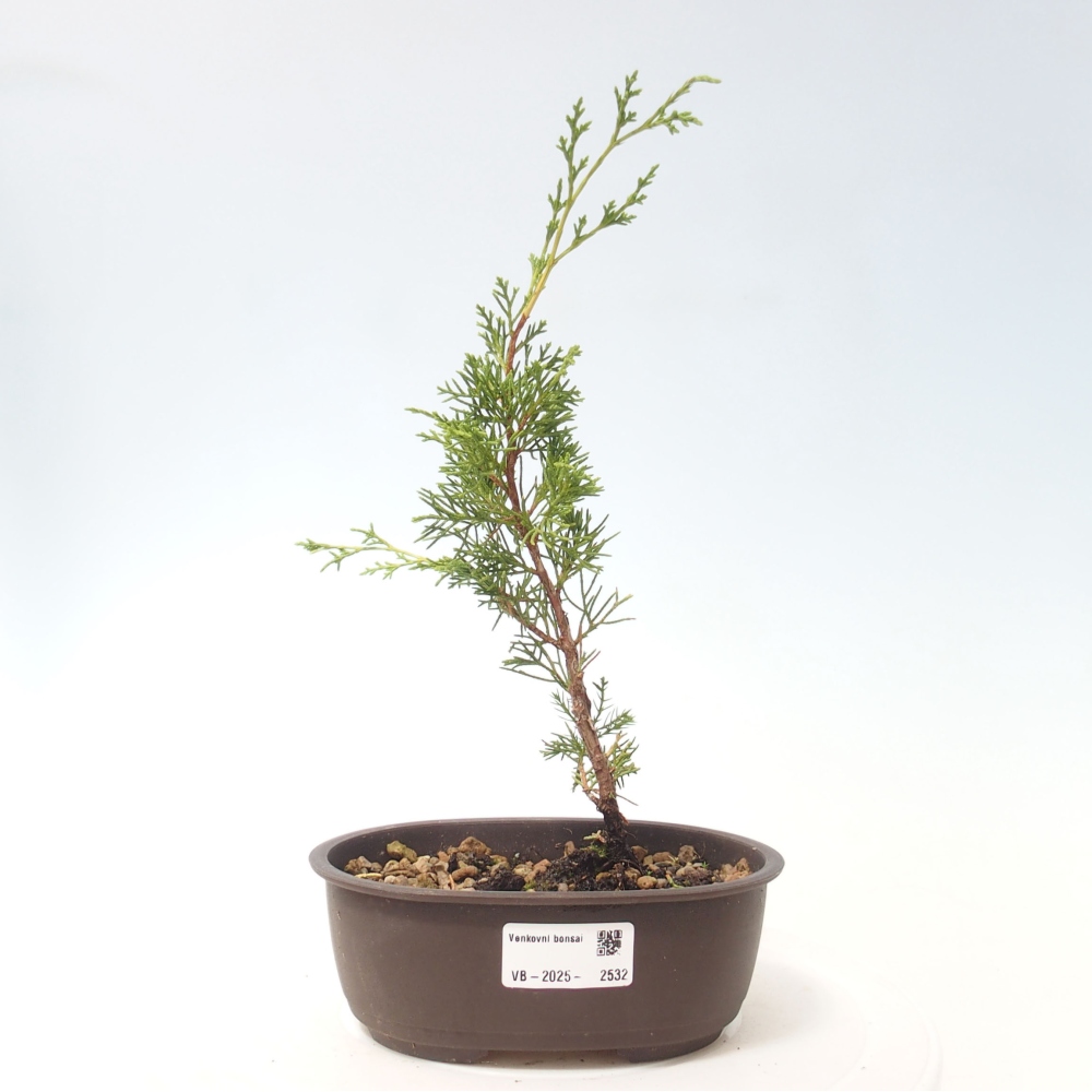 Bonsai voor buiten - Juniperus chinensis Itoigawa