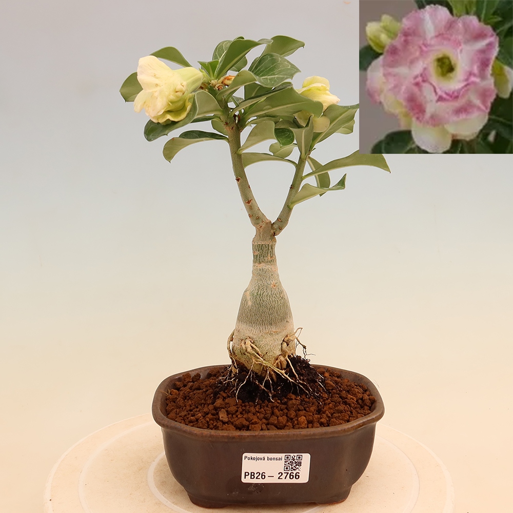 Kamerbonsai - Adenium obesum, geënt V.F.S.412  - Woestijnroos