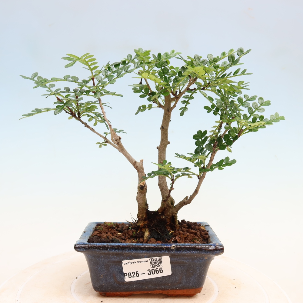 Kamerbonsai - Zantoxylum piperitum - peperboom