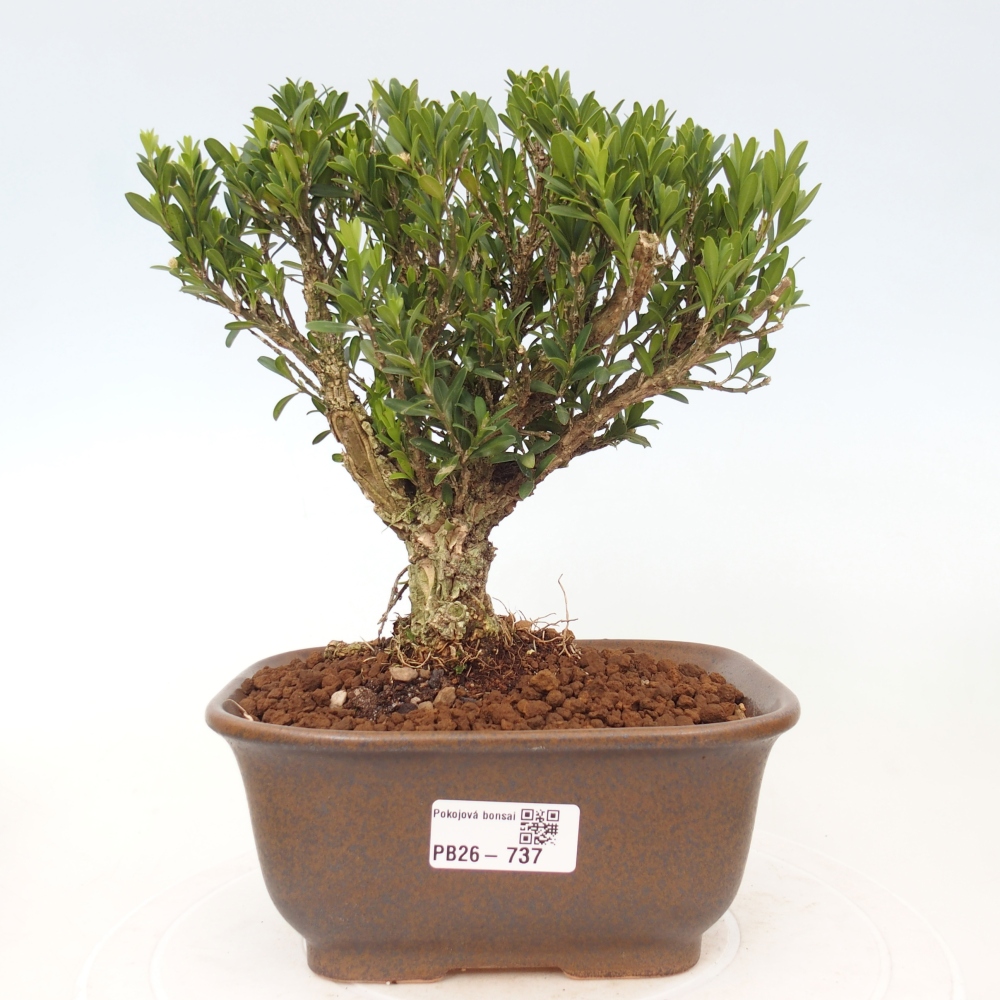 Kamerbonsai - Buxus harlandii - kurk buxus