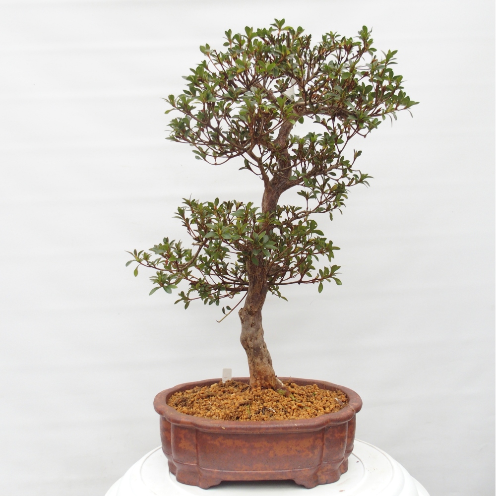 Bonsai voor buiten - Japanse Azalea - Azalea Hanatsuzuri