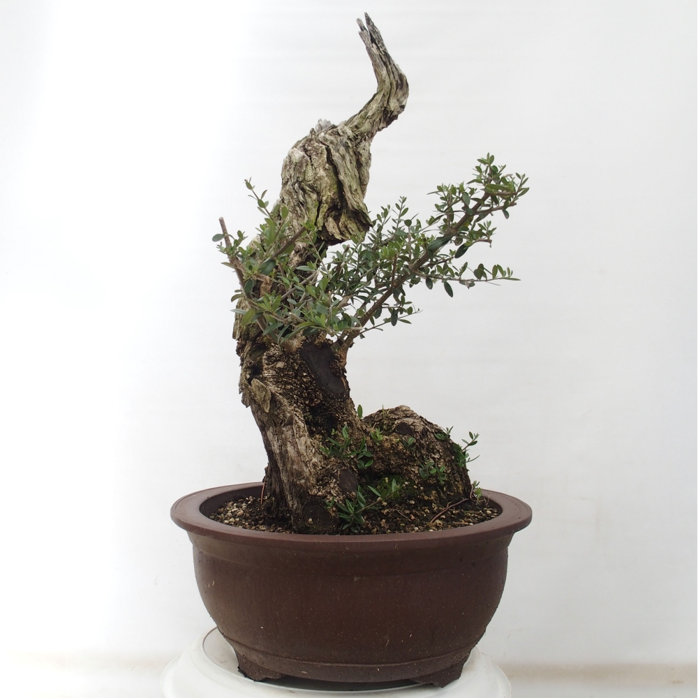 Bonsai voor binnen - Olea europaea sylvestris