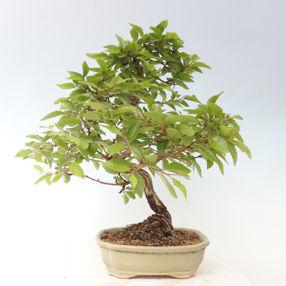 Bonsai voor buiten -Carpinus CARPINOIDES - Koreaanse haagbeuk