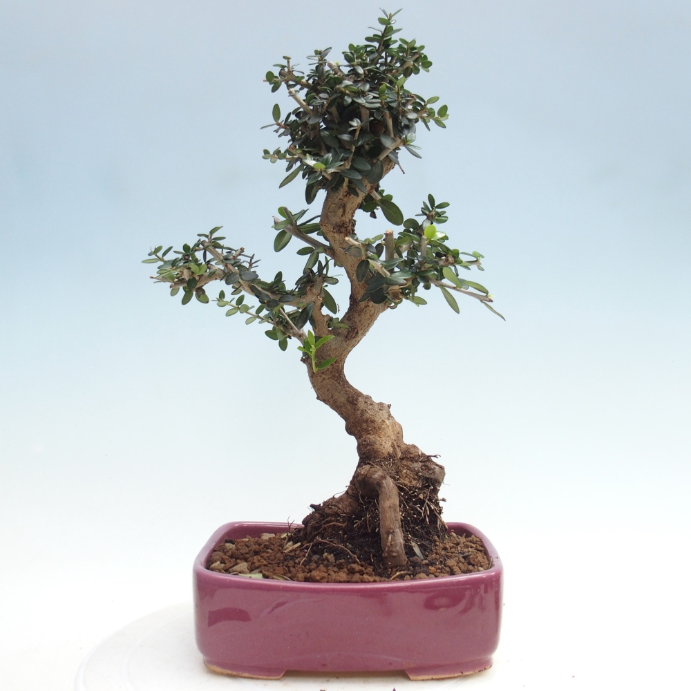 Bonsai voor binnen - Olea europaea sylvestris