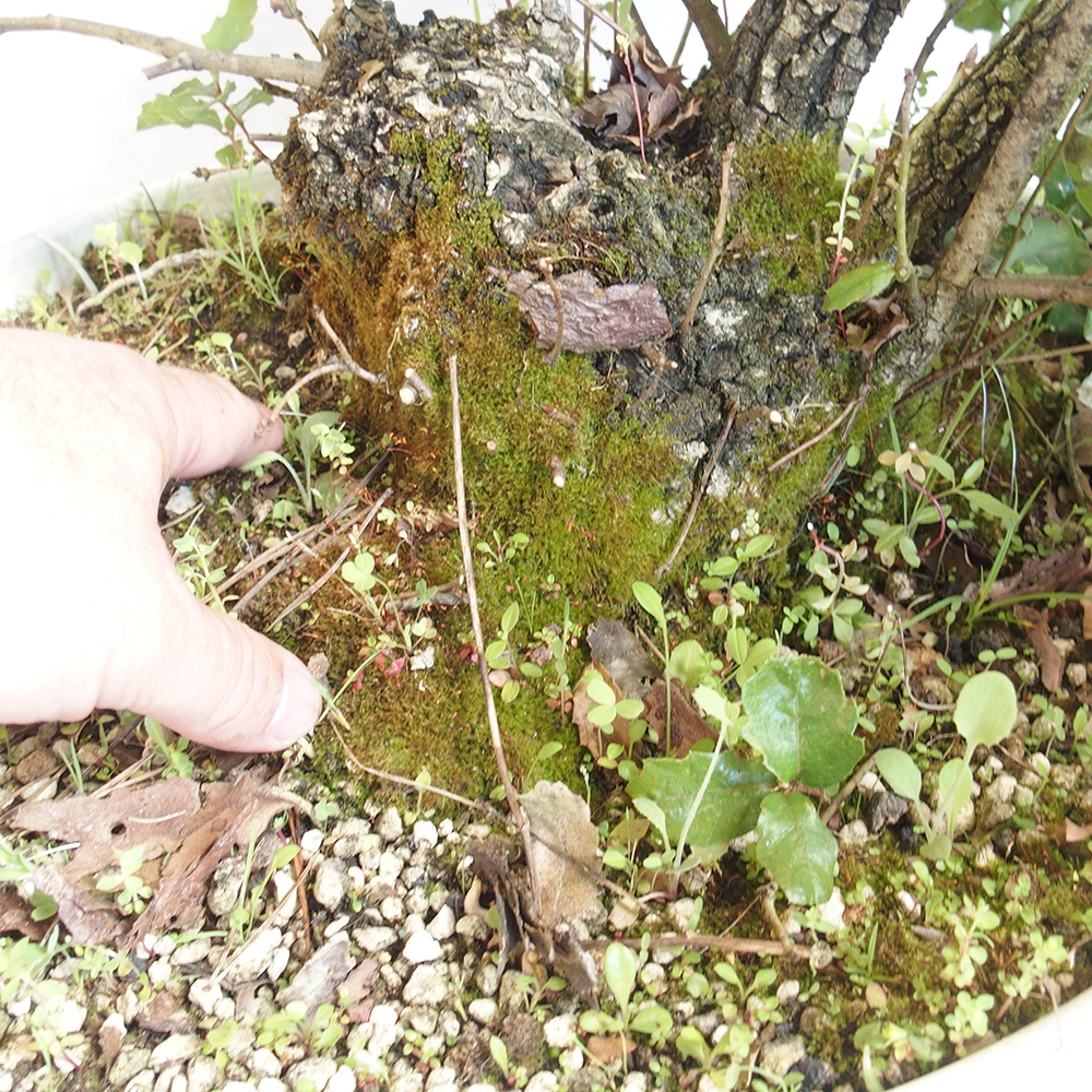 Buiten bonsai Quercus Cerris - Eik Cer