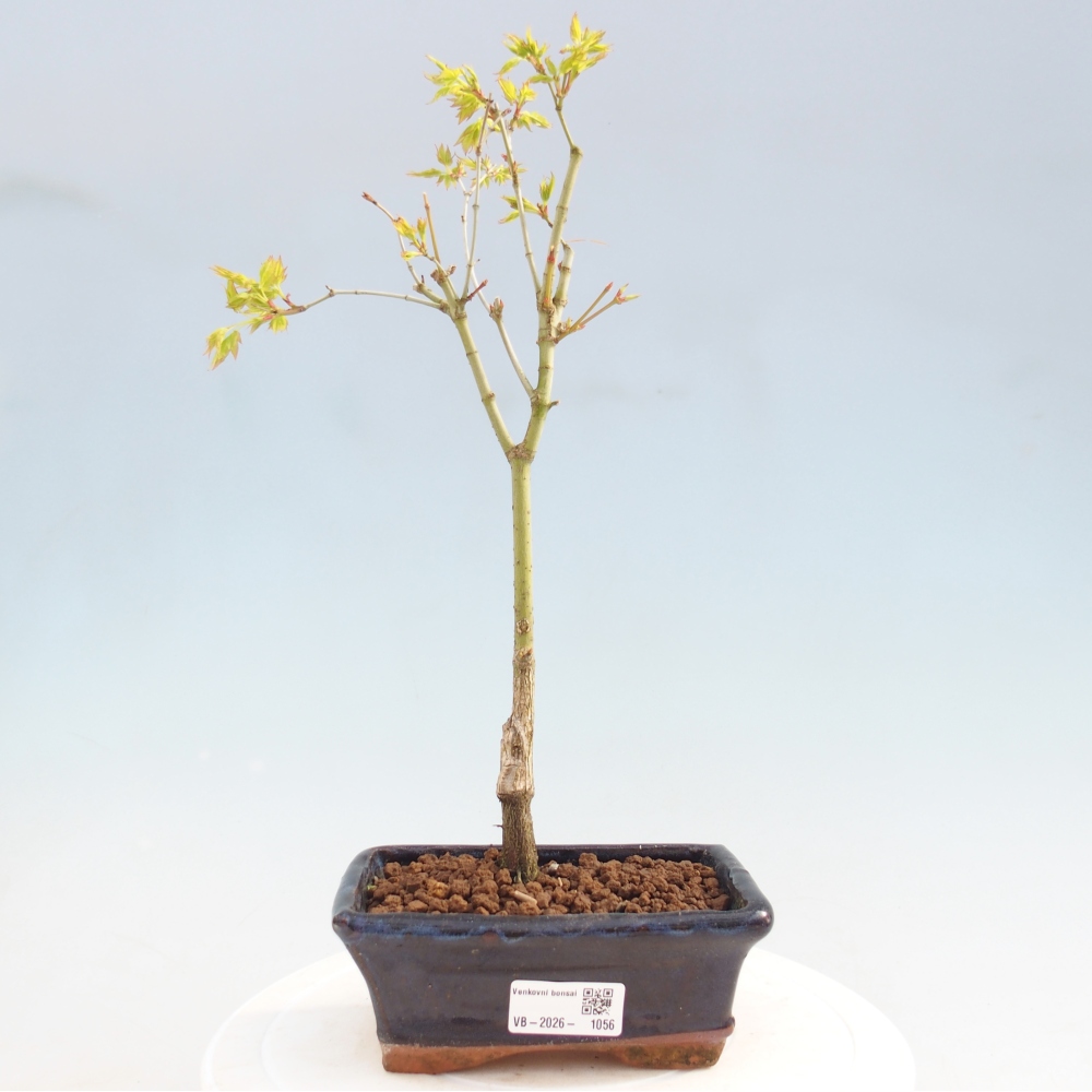 Acer palmatum Aureum - Gewone esdoorn