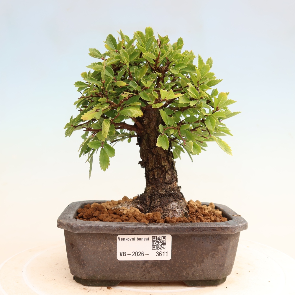 Bonsai voor buiten - Zelkova - Zelkova NIRE