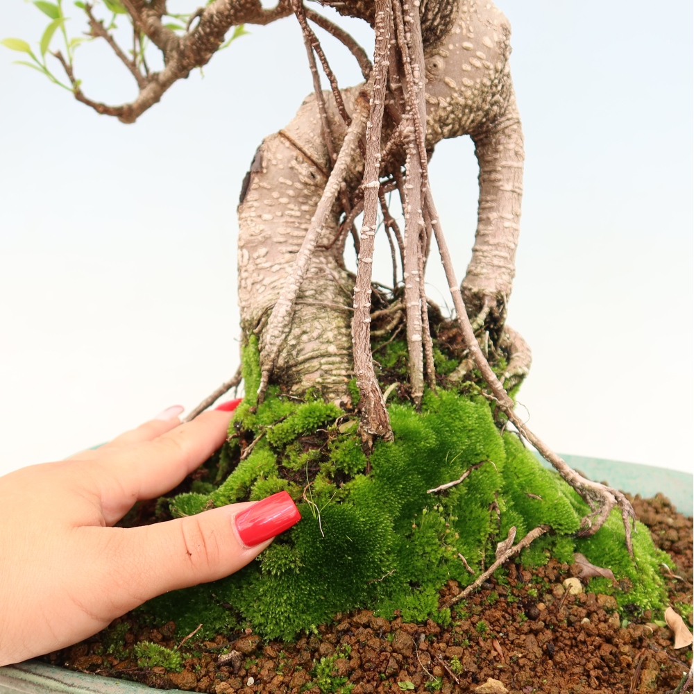 Kamerbonsai - Ficus kimmen - kleinbladige ficus