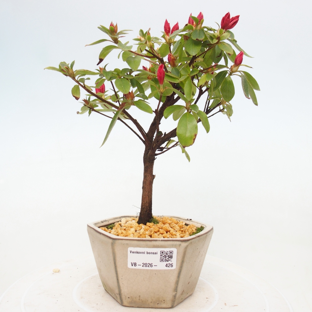 Bonsai voor buiten - Japanse azalea - Azalea sp.