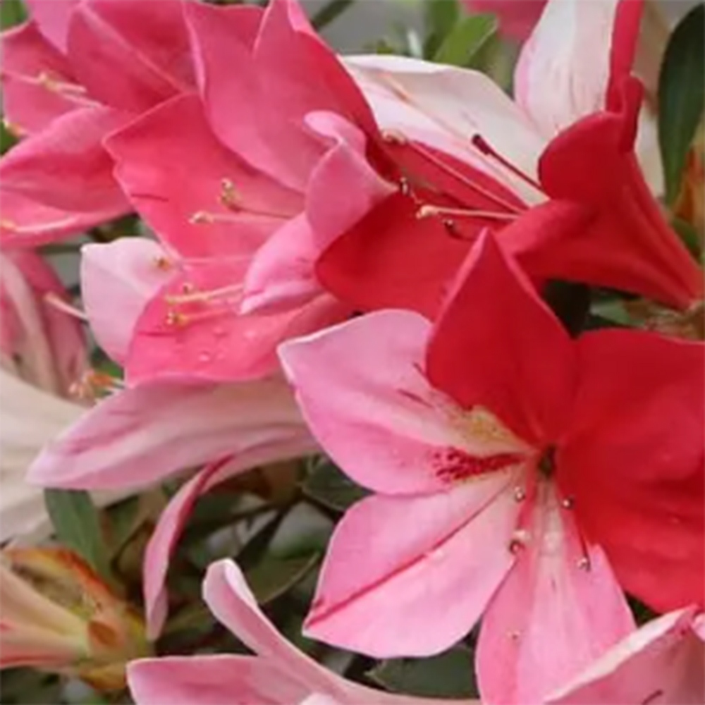 Bonsai voor buiten - Japanse Azalea - Azalea Haruurara