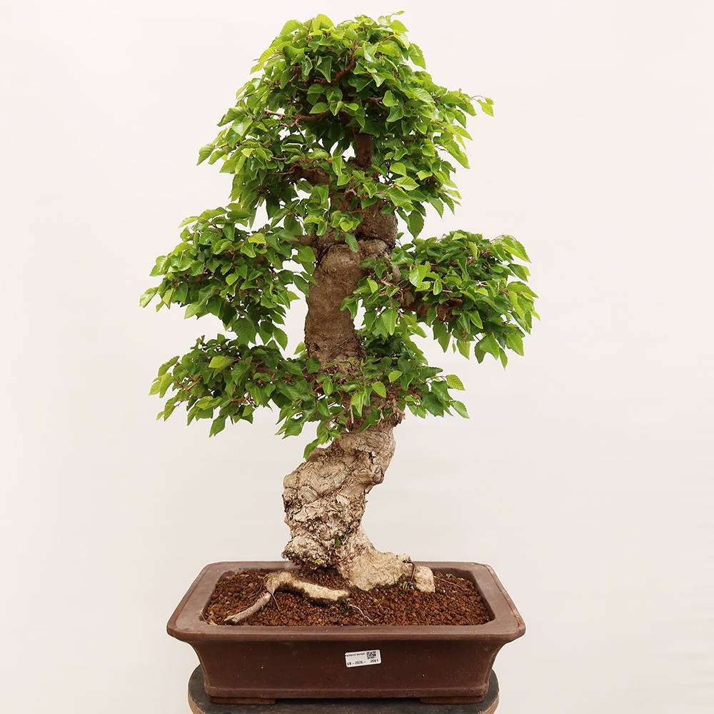 Bonsai voor buiten -Carpinus Coreana - Koreaanse haagbeuk