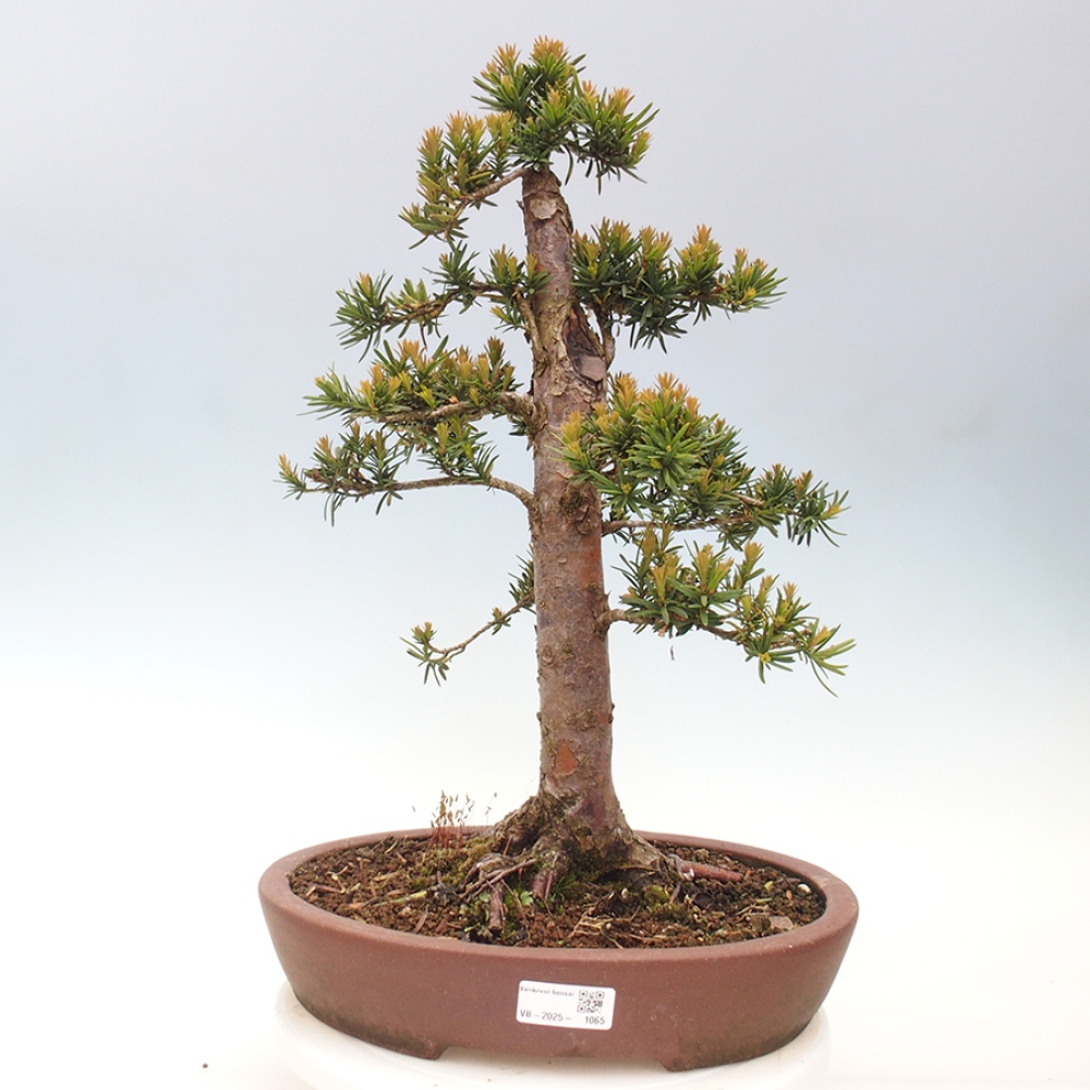 Bonsai voor buiten - Taxus cuspidata - Japanse Taxus
