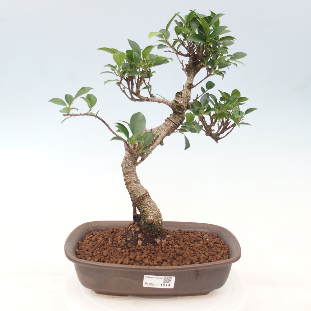 Kamerbonsai - Ficus kimmen - kleinbladige ficus