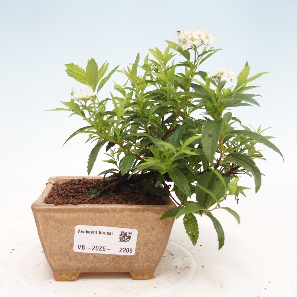 Bonsai voor buiten - Spirea japonica GENPSI