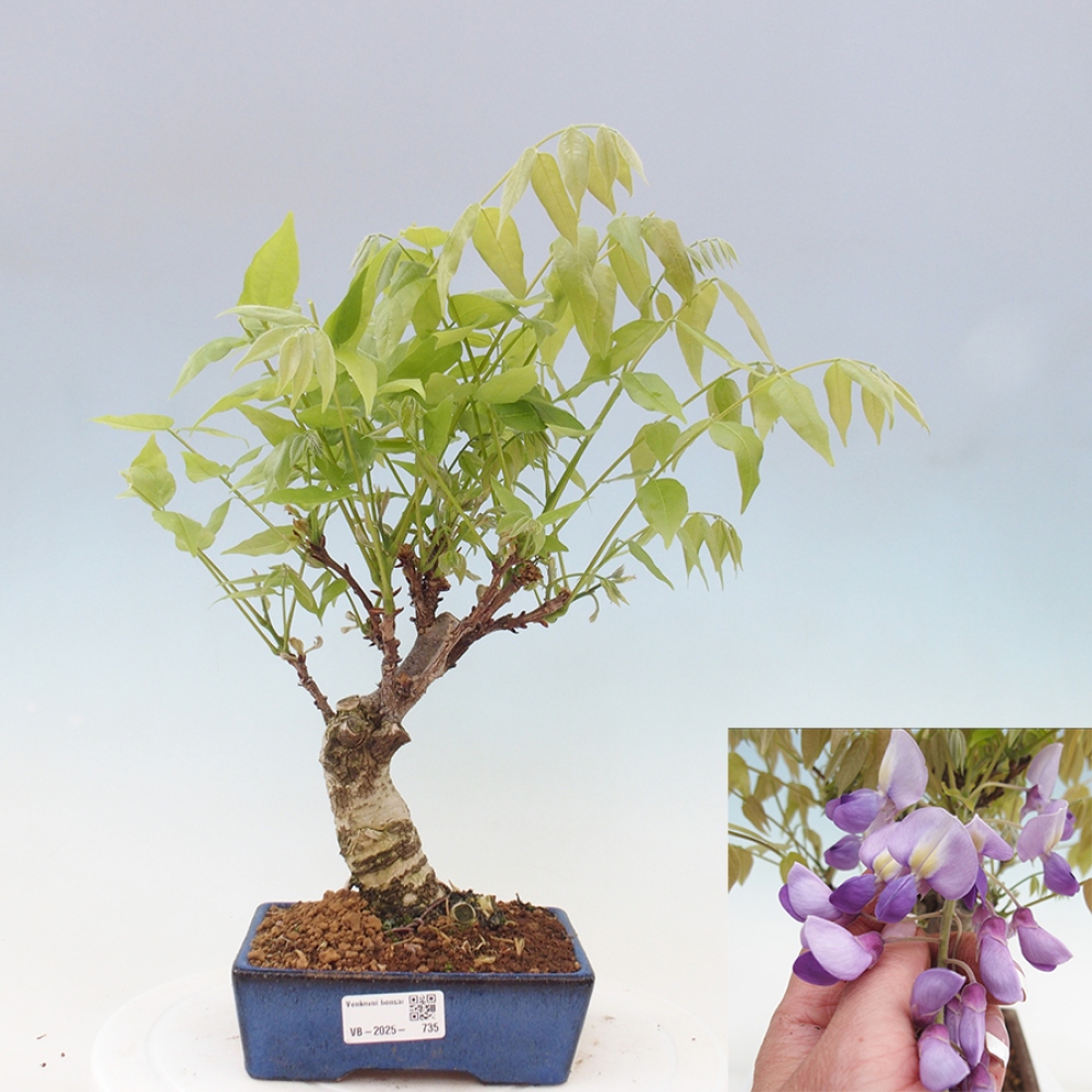 Bonsai voor buiten - Wisteria floribunda