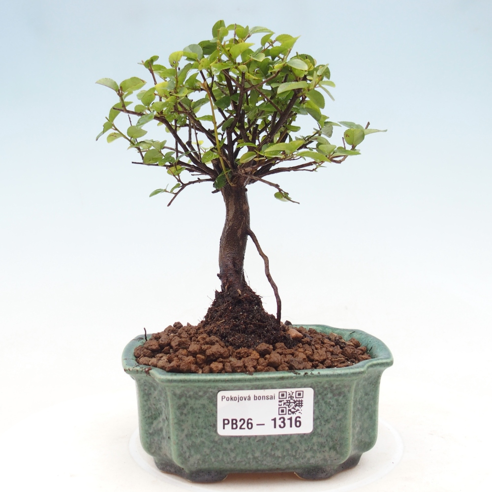 Kamerbonsai - Sageretia thea - Sageretia thea