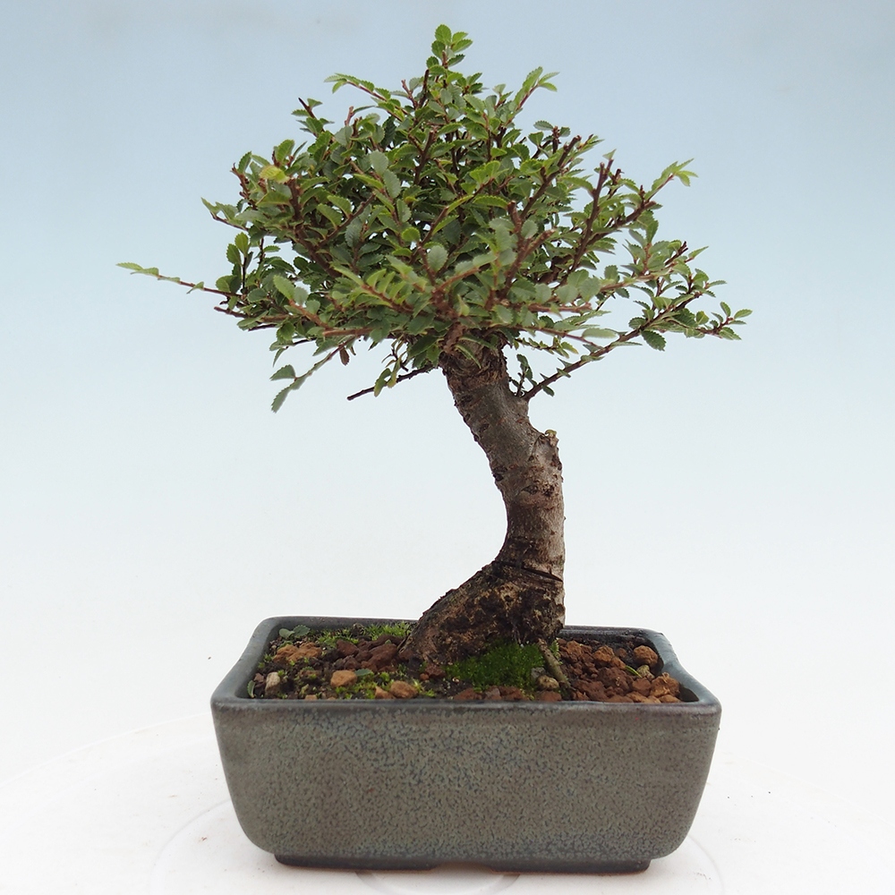 Bonsai voor buiten - Ulmus parvifolia Hokkaido - Chinese iep