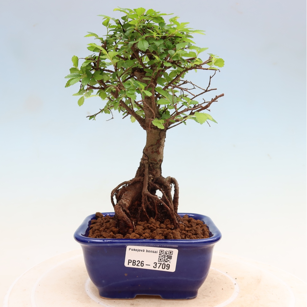 Kamerbonsai - Ulmus parvifolia - Winteriep