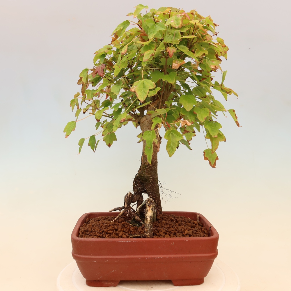 Bonsai voor buiten - Esdoorn Burger - Acer Burgerianum