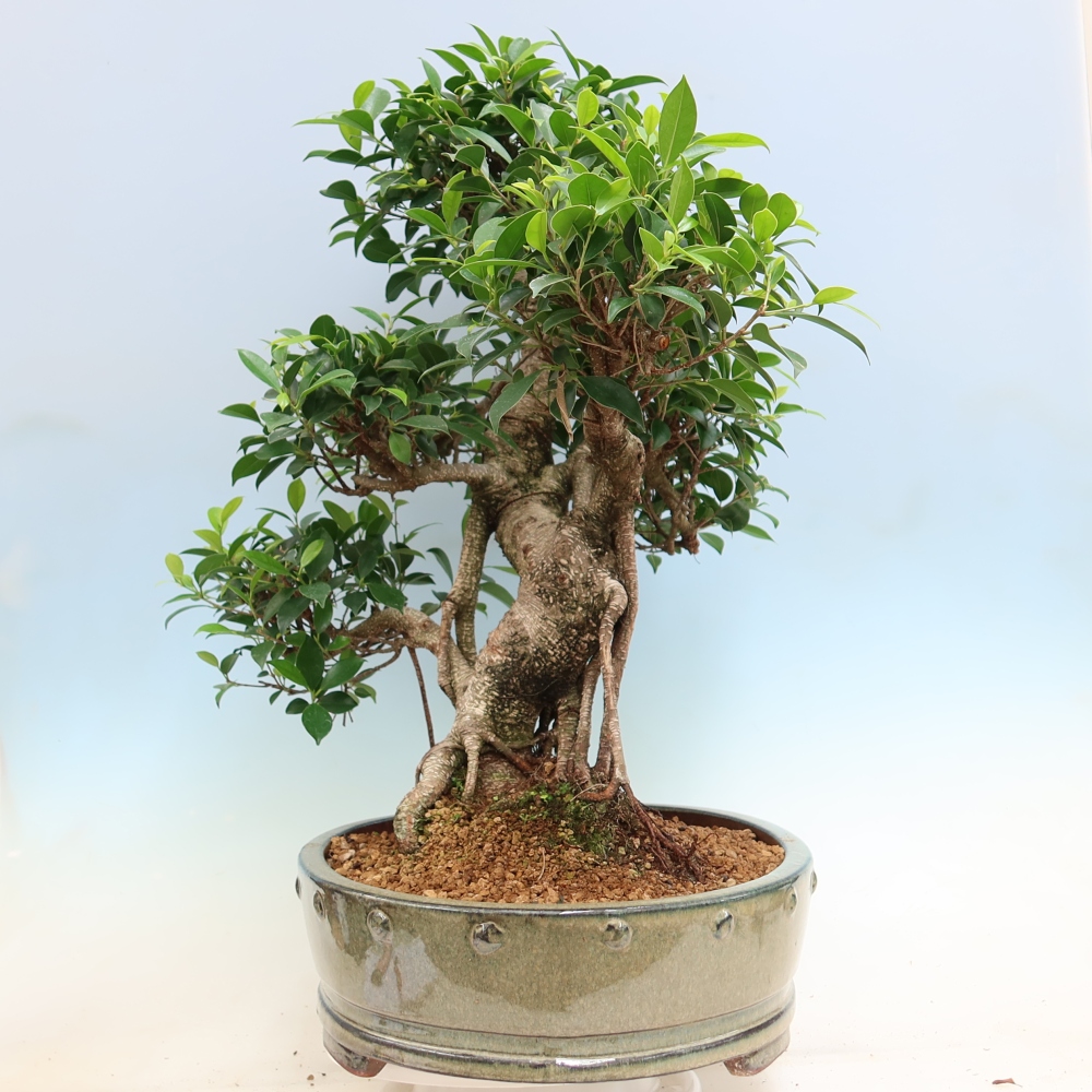 Kamerbonsai - Ficus kimmen - kleinbladige ficus