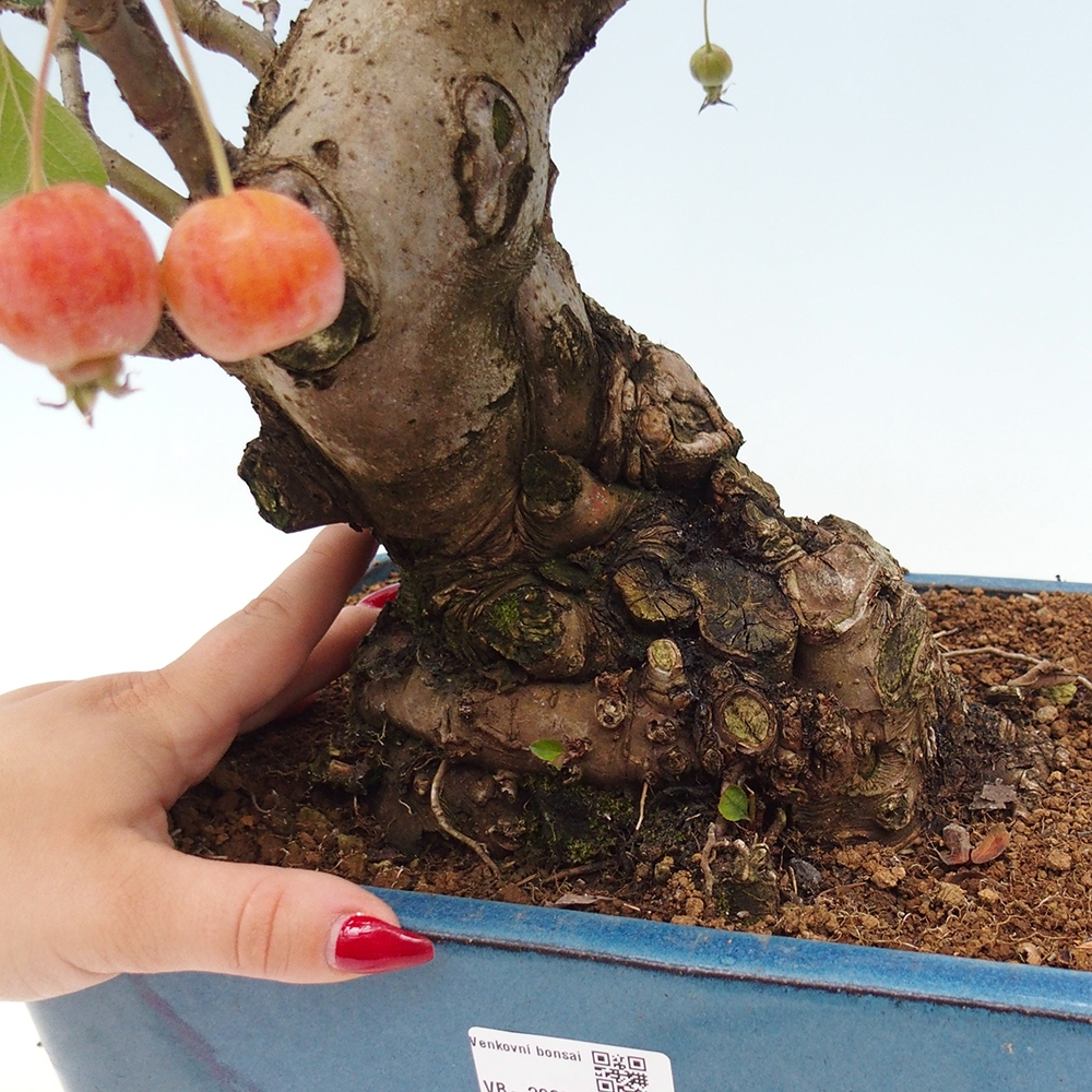 Bonsai voor buiten -Malus halliana - Appelboom met kleine vruchten