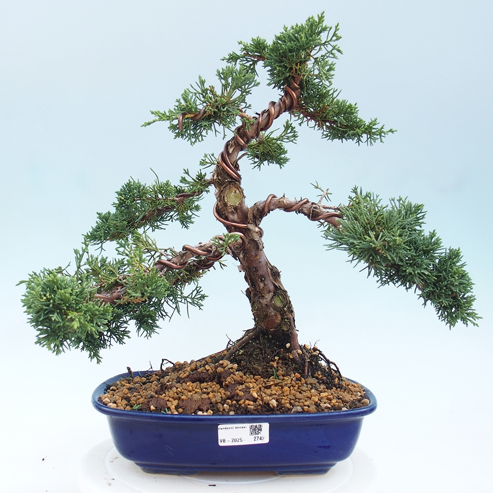 Bonsai voor buiten - Juniperus chinensis Kishu