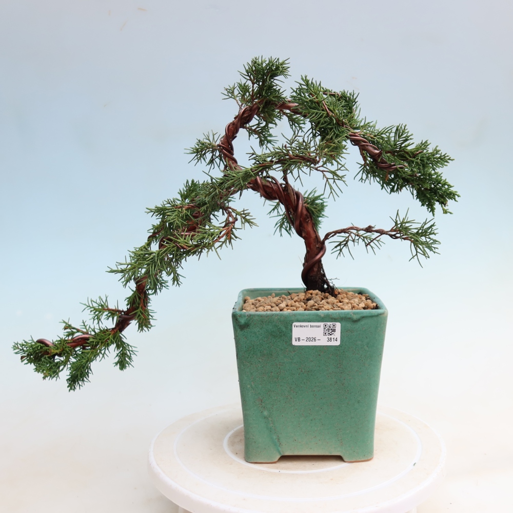 Bonsai voor buiten - Juniperus chinensis Kishu