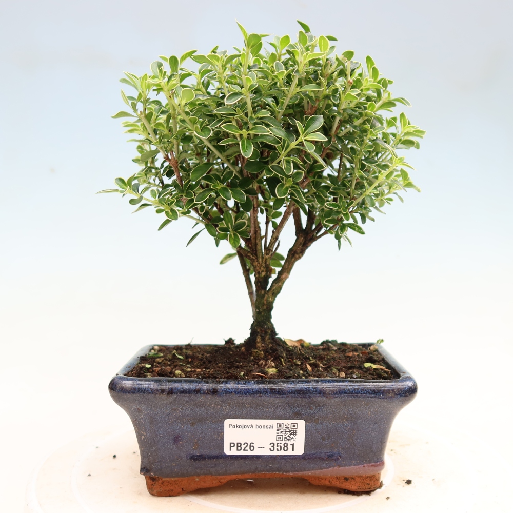 Kamerbonsai - Serissa foetida Variegata - Boom van duizend sterren