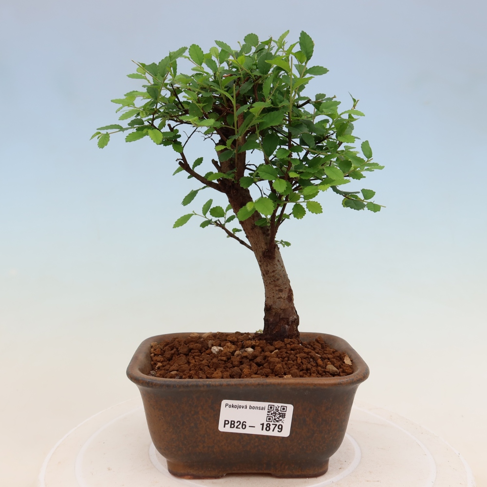 Kamerbonsai - Ulmus parvifolia - Winteriep