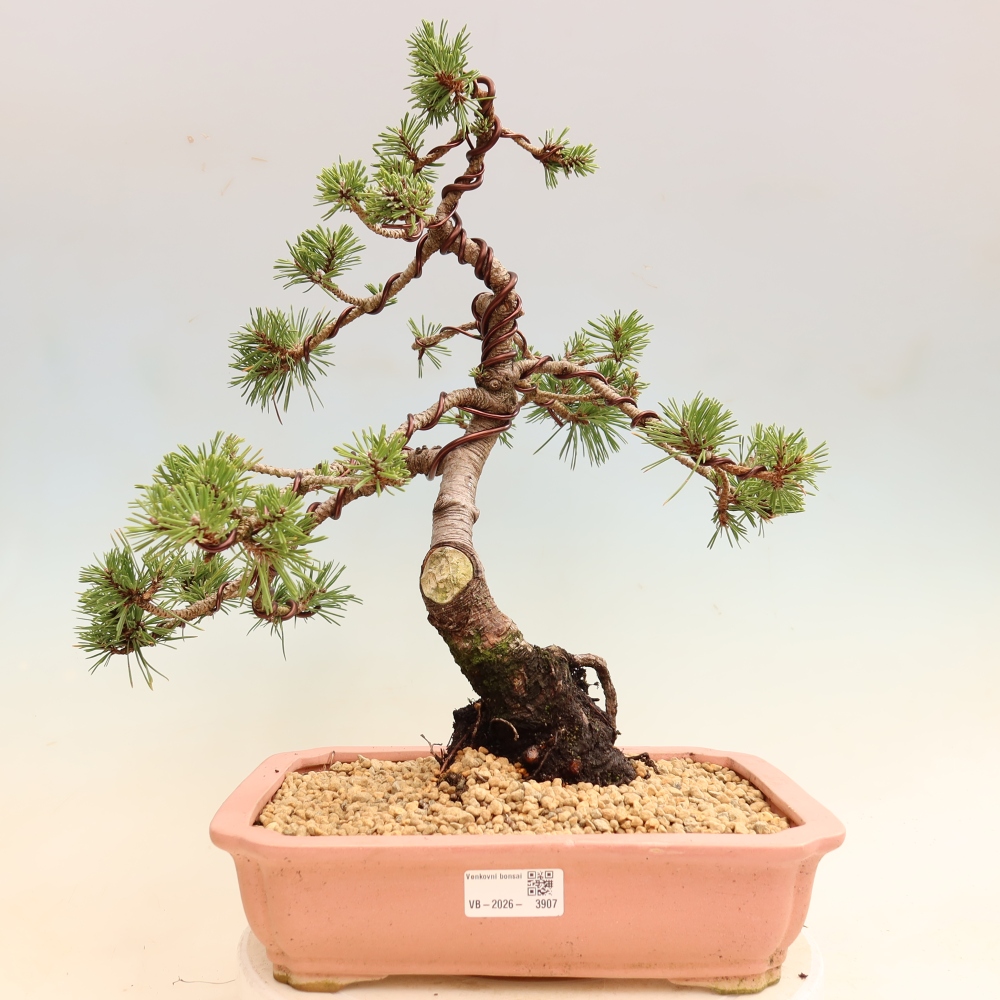 Bonsai voor buiten - Pinus mugo Humpy  - Bergden