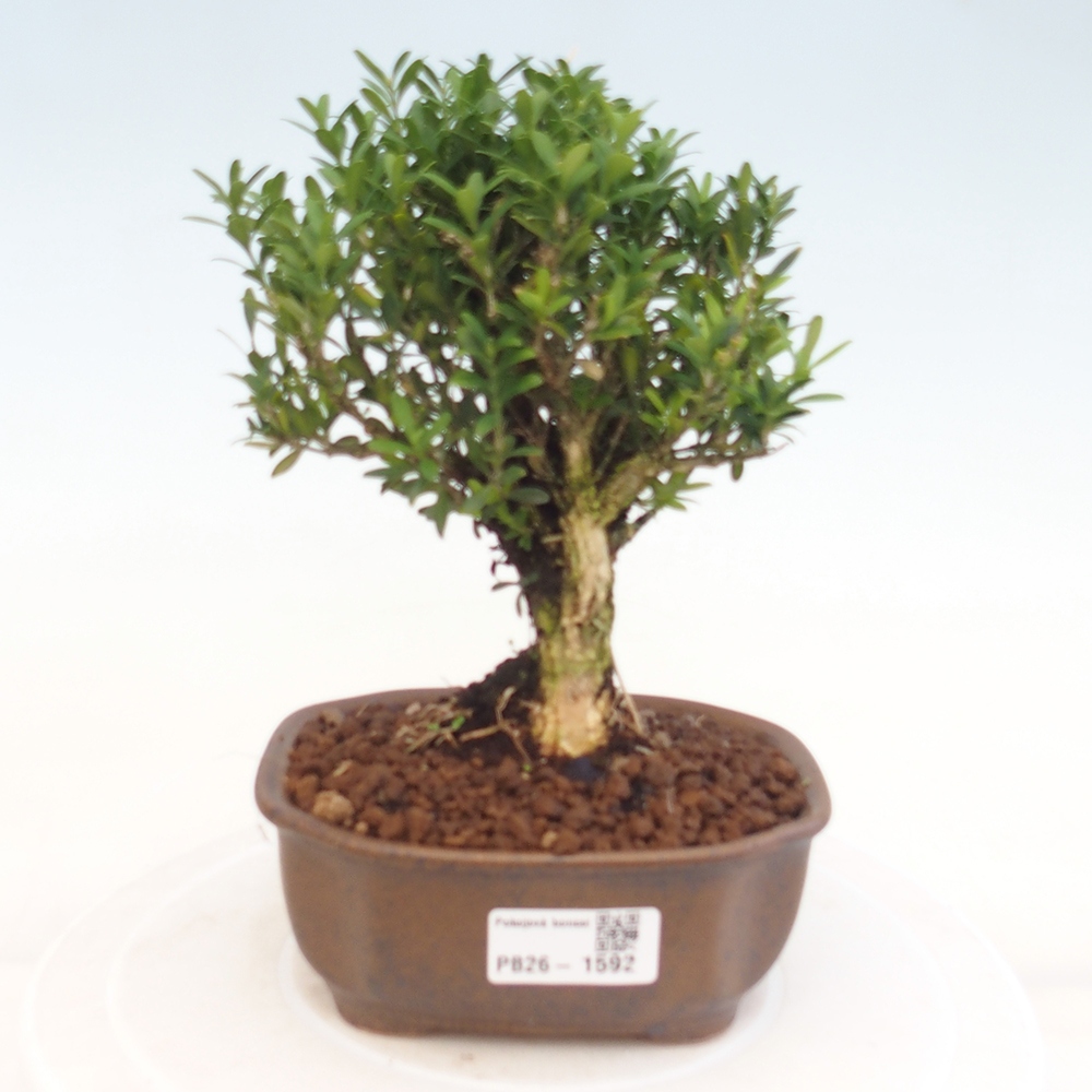 Kamerbonsai - Buxus harlandii - kurk buxus
