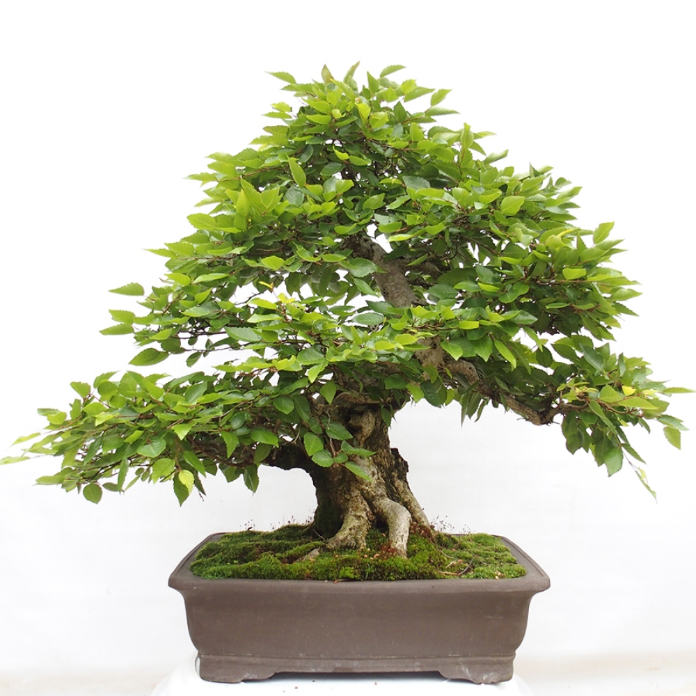 Bonsai voor buiten -Carpinus CARPINOIDES - Koreaanse haagbeuk