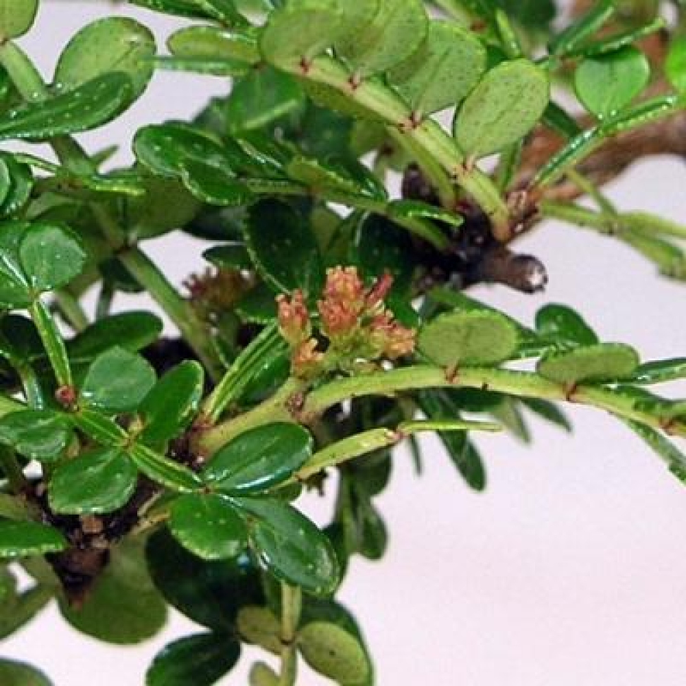 Kokedama met schaal - Zantoxylum piperitum - peperboom