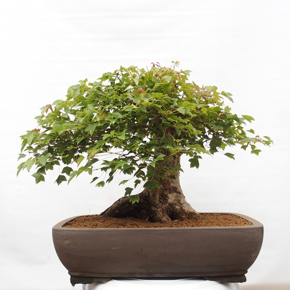 Bonsai voor buiten - Acer Buergerianum - Burgeresdoorn