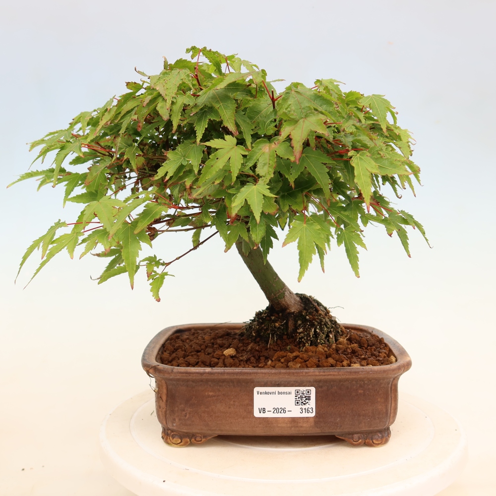 Acer palmatum KIOHIME - Palmeta-esdoorn