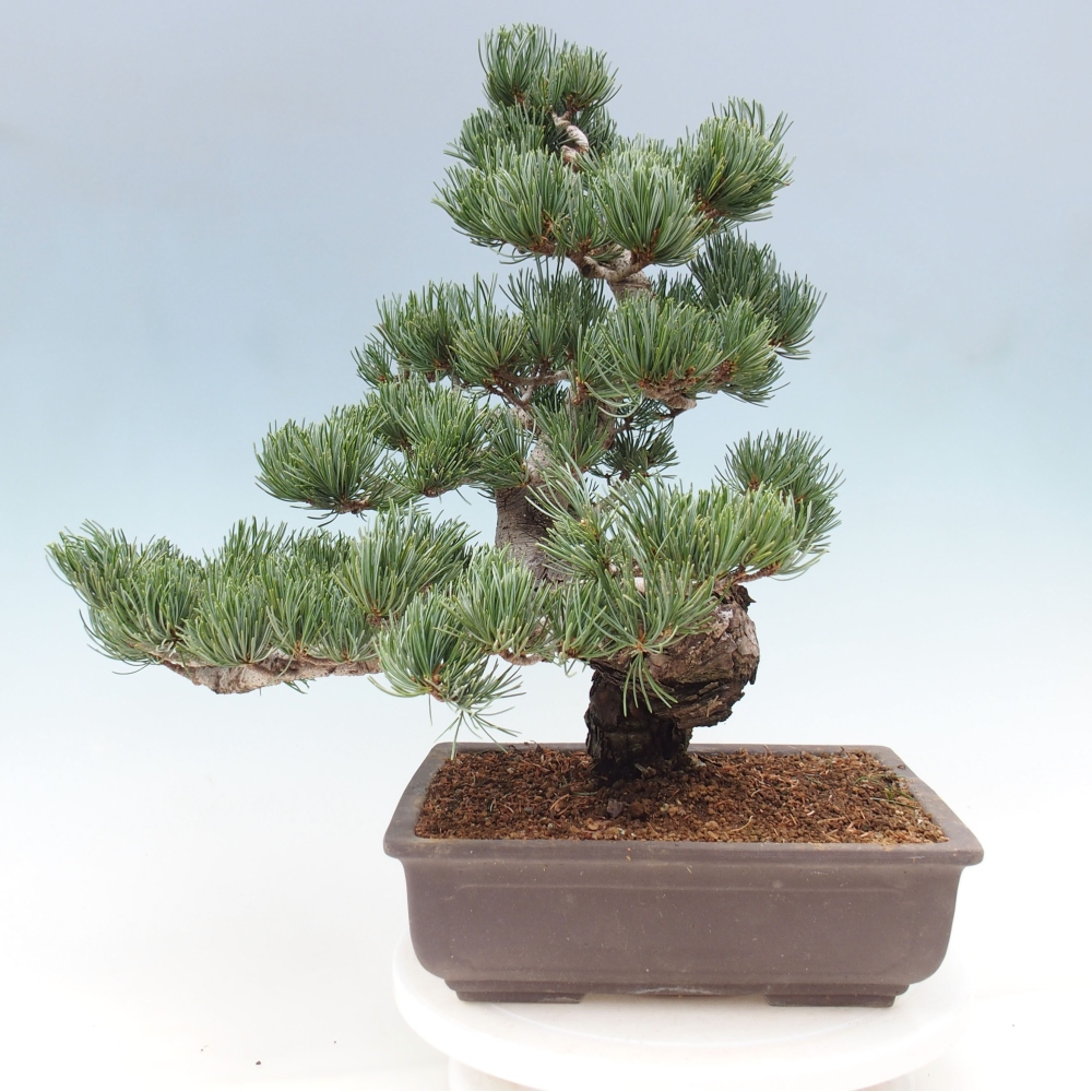 Bonsai voor buiten - Pinus parviflora - Pinus parviflora