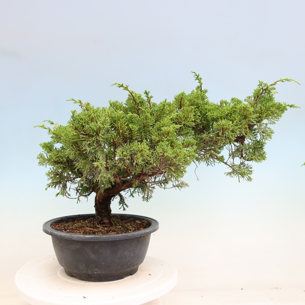 Bonsai voor buiten - Juniperus chinensis Itoigawa-Juniperus chinensis