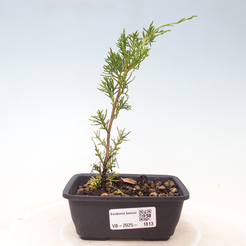 Bonsai voor buiten - Juniperus chinensis Itoigawa