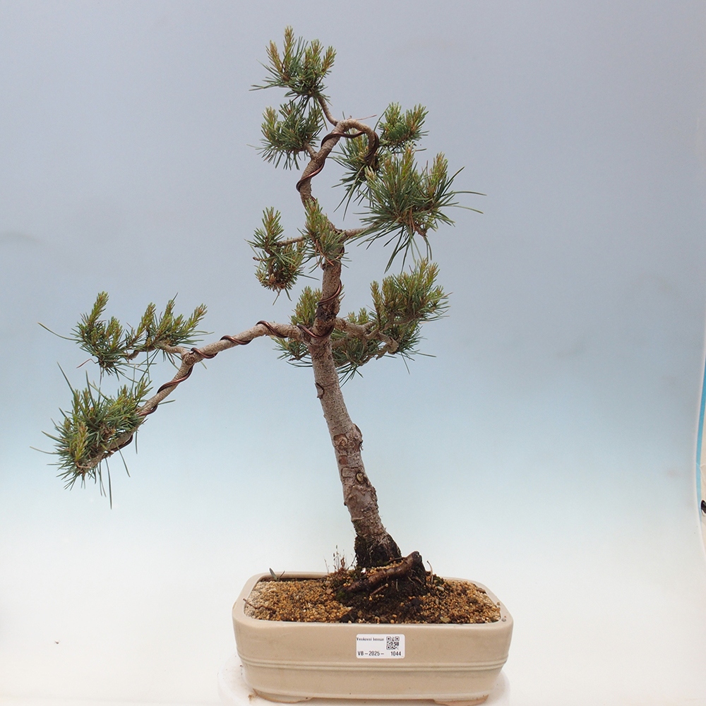 Bonsai voor buiten - Pinus Sylvestris Watererri - grove den