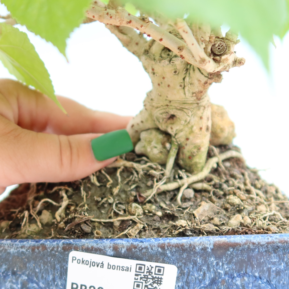 Bonsai voor binnen - Hibiscus tiliaceus - Zee Hibiscus