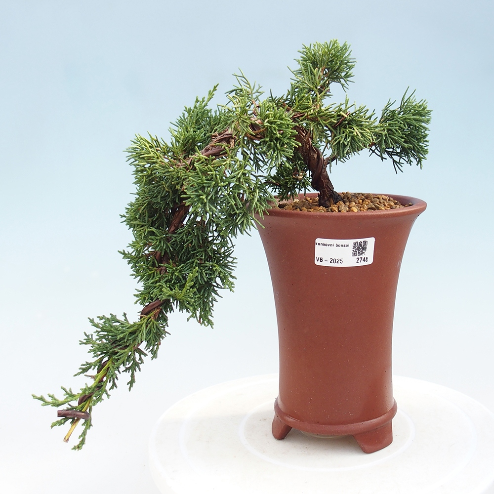 Bonsai voor buiten - Juniperus chinensis Kishu