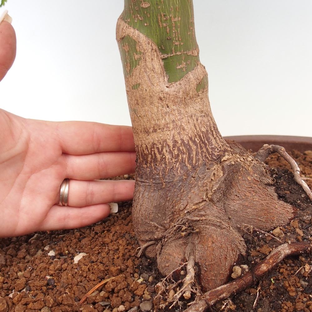 Bonsai voor buiten -Javor palm Acer palmatum Shishigashira