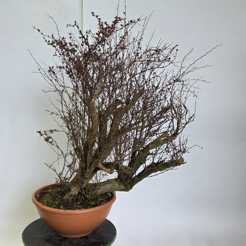 Bonsai voor buiten - Barberry - Berberis thunbergii atropurpurea