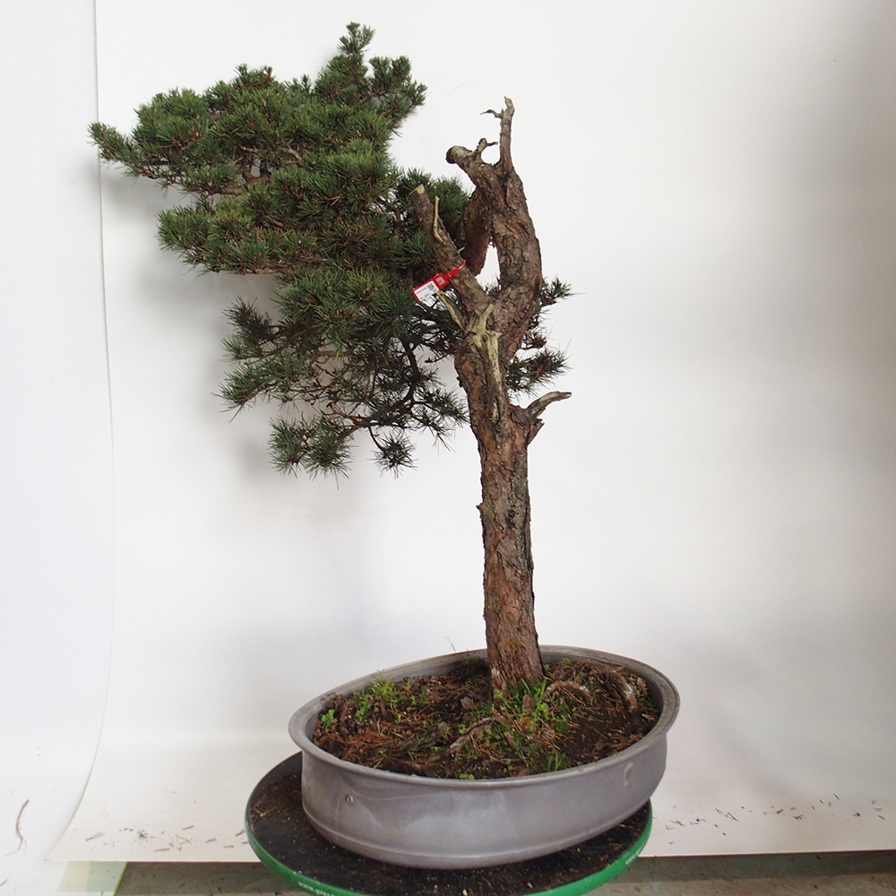 Yamadori - Pinus sylvestris Spanje